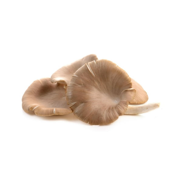 Mushrooms, Oyster, 10 oz