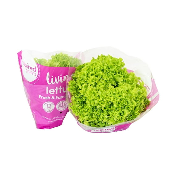 Inspired Greens Living Lettuce Fresh & Familiar Green, Living Lettuce Green