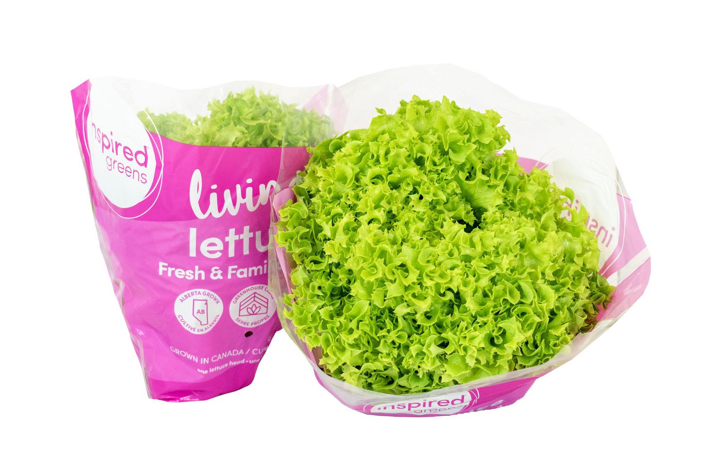 Inspired Greens Living Lettuce Fresh & Familiar Green, Living Lettuce Green