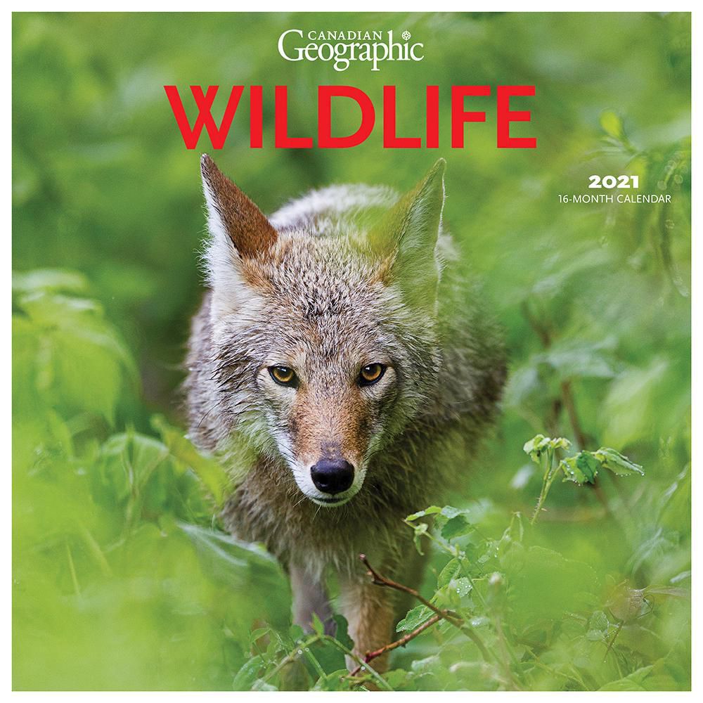Canadian Geographic Wildlife 2021 12 x 12 Inch Monthly Square Wall ...