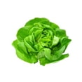 thumbnail image 1 of Lettuce, Butter, 1 of 1