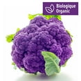 thumbnail image 1 of Chou-fleur violet organique Vendu individuellement, 1 of 1
