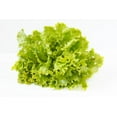 thumbnail image 1 of Lettuce, Frisee, 1 of 1