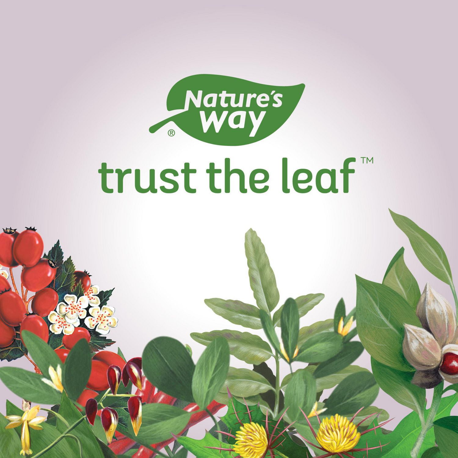 Capsules de fenugrec et Chardon Benit Nature's Way