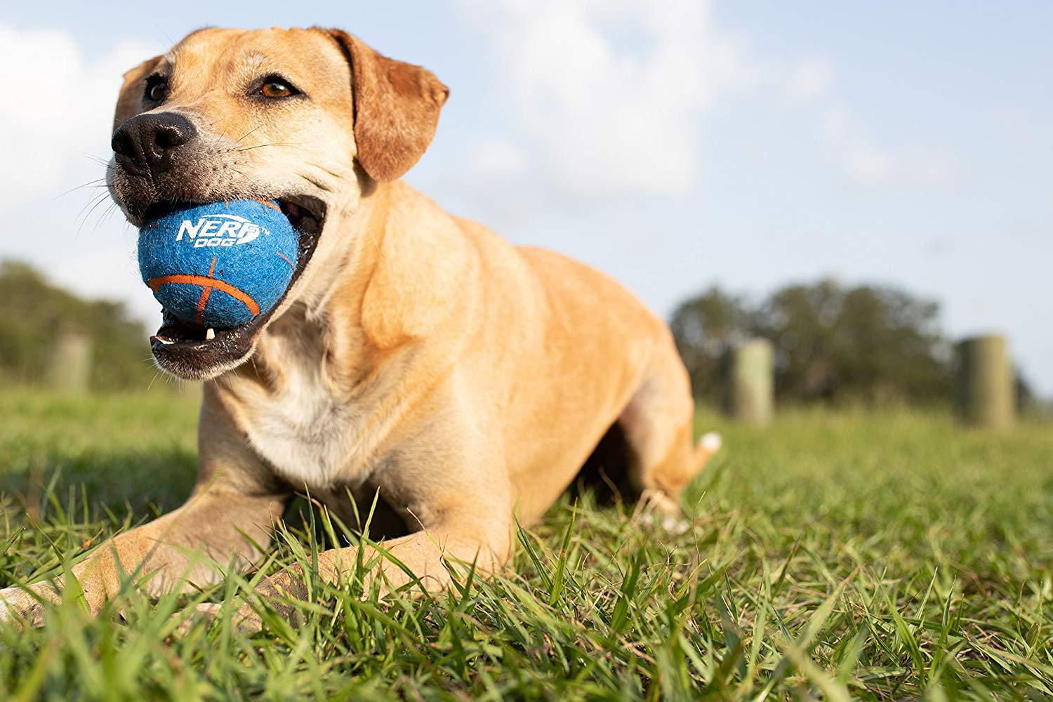 Nerf dog outlet ball walmart