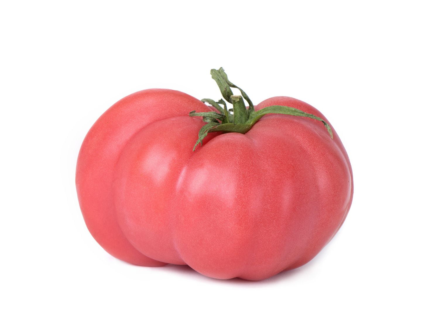 Tomate, rose