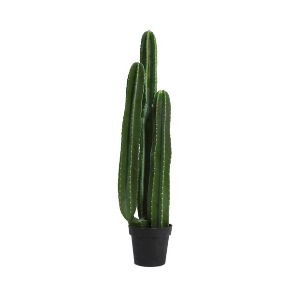 Cactus Plant Walmart.ca