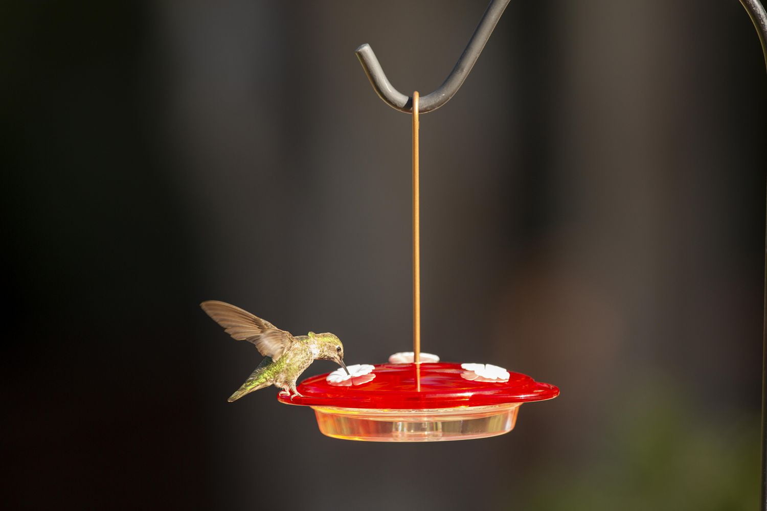 Hummingbird feeder supplies hotsell