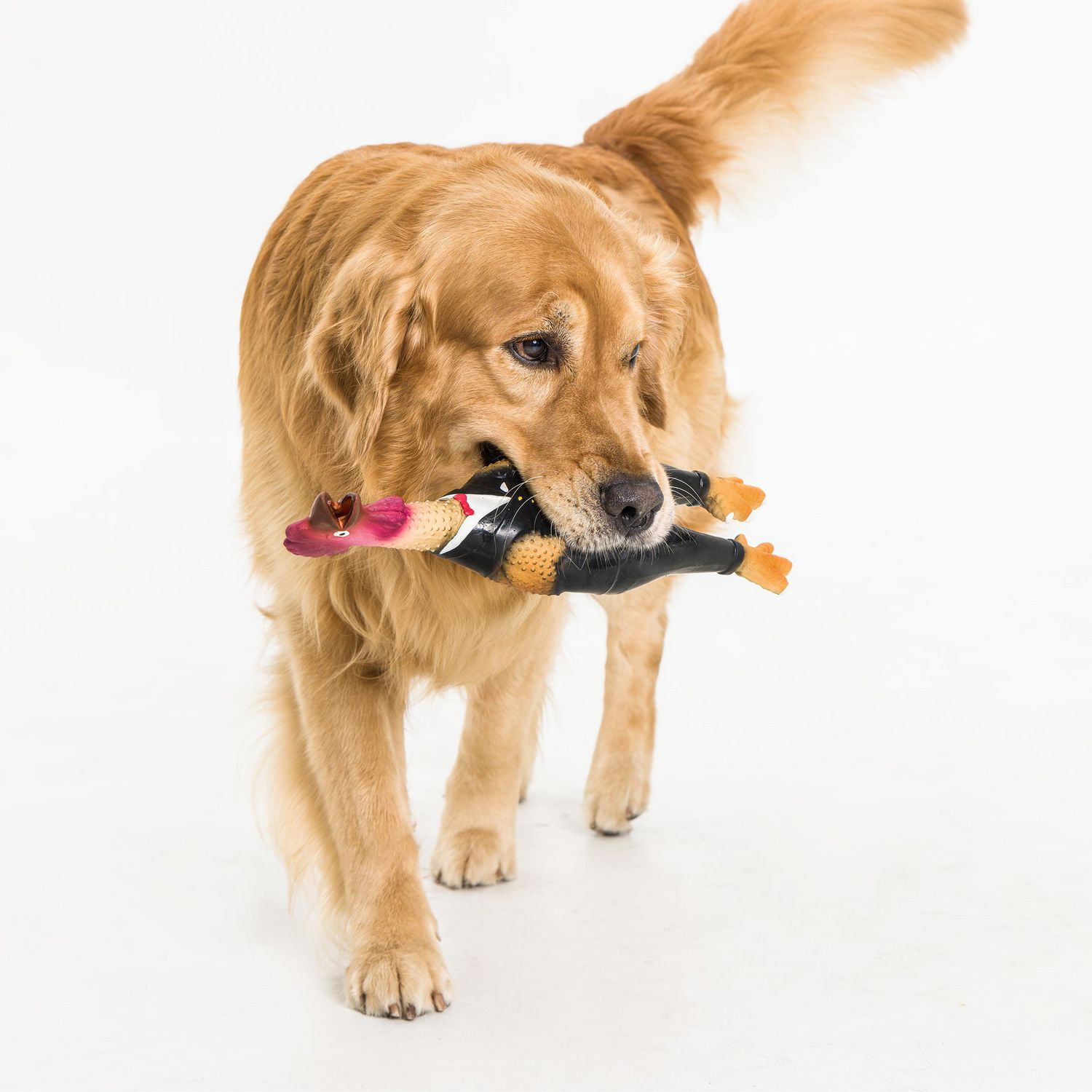 Bucket of outlet chicken dog toy