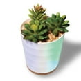 thumbnail image 2 of Lomi Succulent Aroma Diffuser, 2 of 4