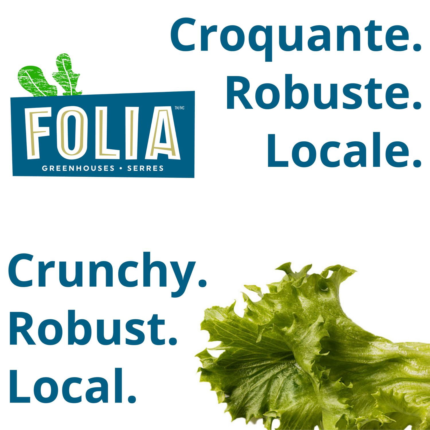 FOLIA LAITUES CROQUANTES 227G Québec-made. Sans pesticides