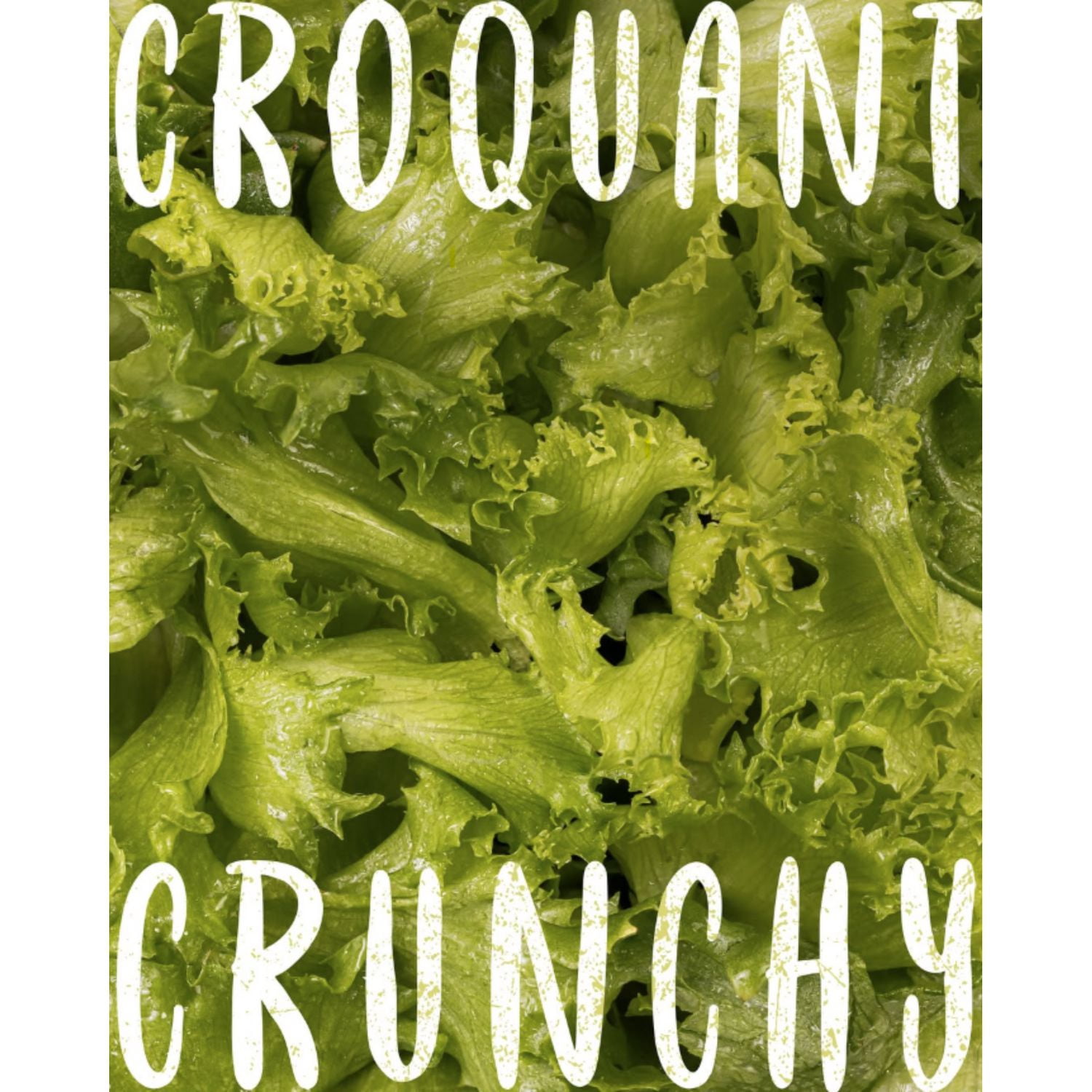 FOLIA CRUNCHY GREENS 227G LETTUCE / SALAD, Local / Quebec. No pesticides