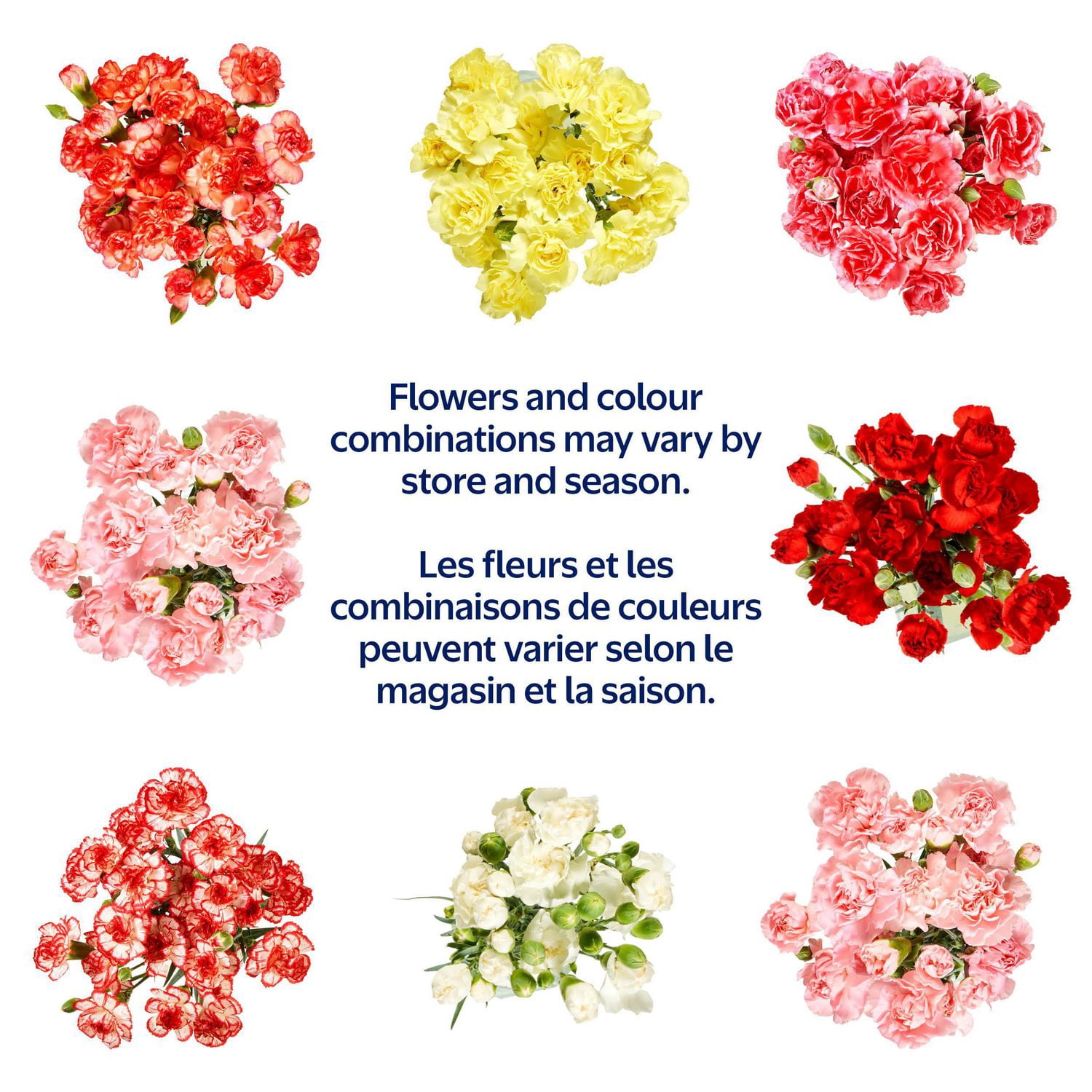 Mini Carnation Fresh Flowers, 50 cm