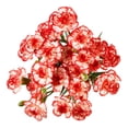 thumbnail image 1 of Mini œillets frais 50 cm, 1 of 5