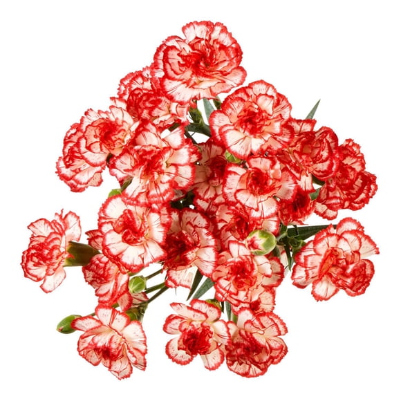 Mini œillets frais 50 cm