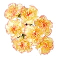 thumbnail image 1 of Fresh Carnations Flowers, 50 cm, 1 of 5
