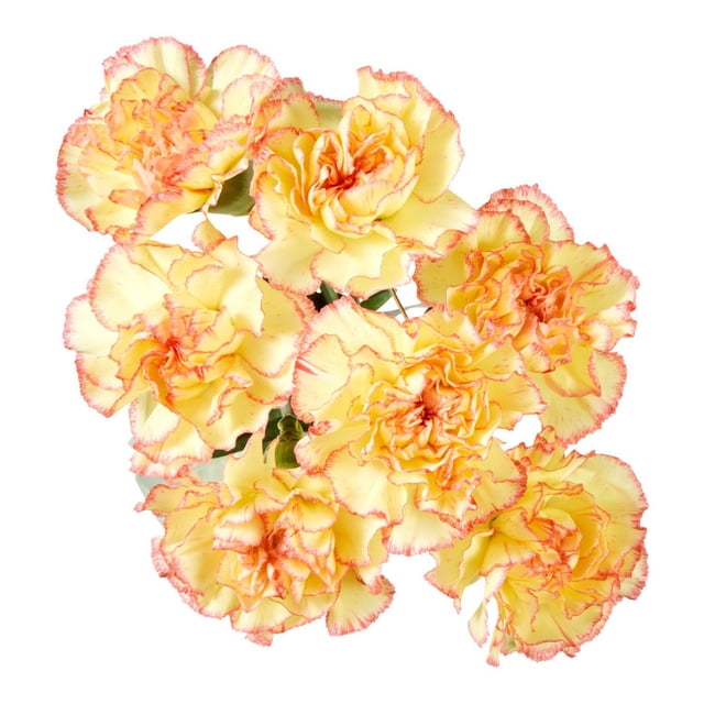 Fresh Carnations Flowers, 50 cm