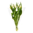 thumbnail image 2 of Tulipes fraîches 6 tiges, 2 of 5