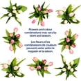 thumbnail image 3 of Tulipes fraîches 6 tiges, 3 of 5