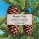 Assainisseur d'air LITTLE TREES Royal Pine en paquet de 3 Paq. de 3 – image 2 sur 7