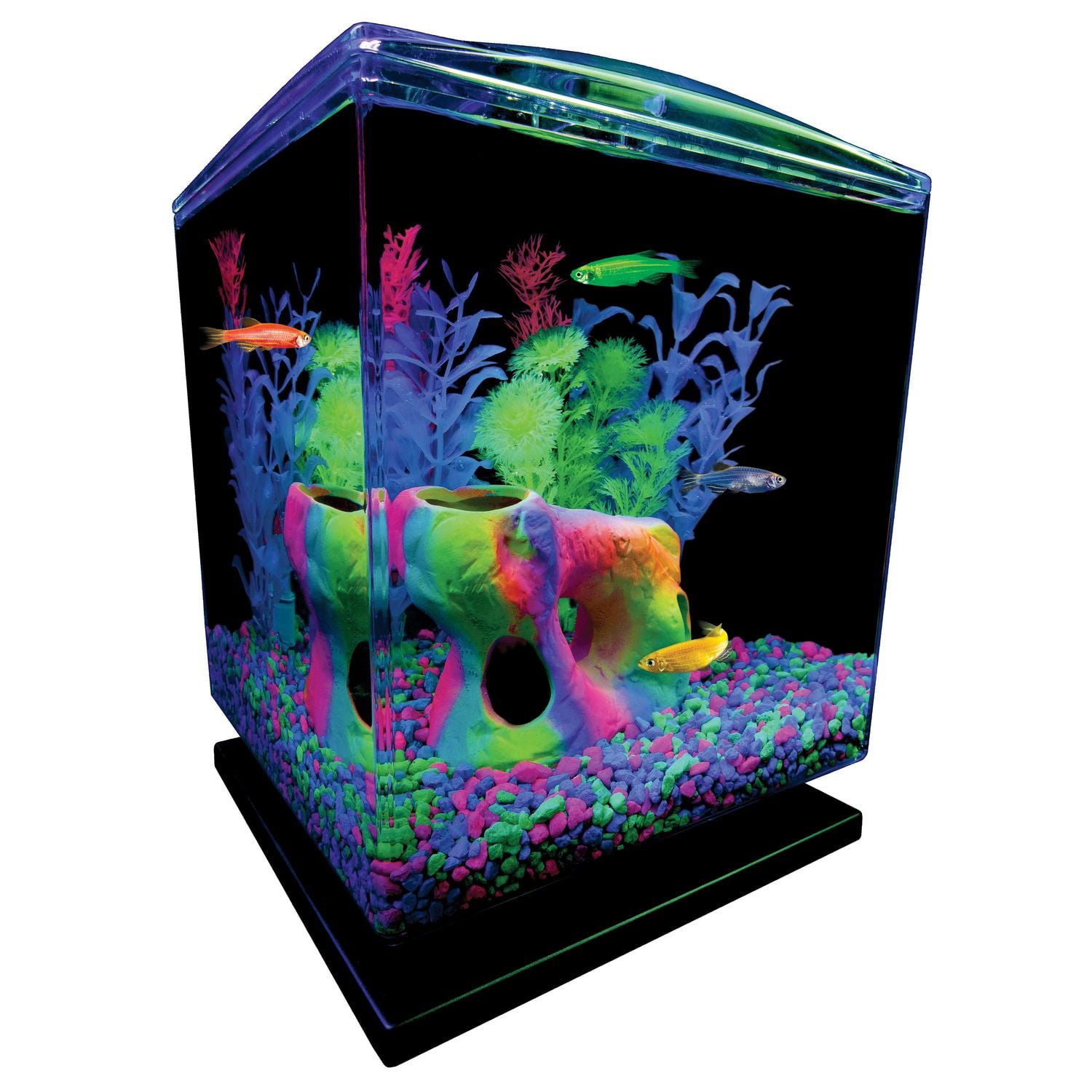 Live glofish clearance walmart