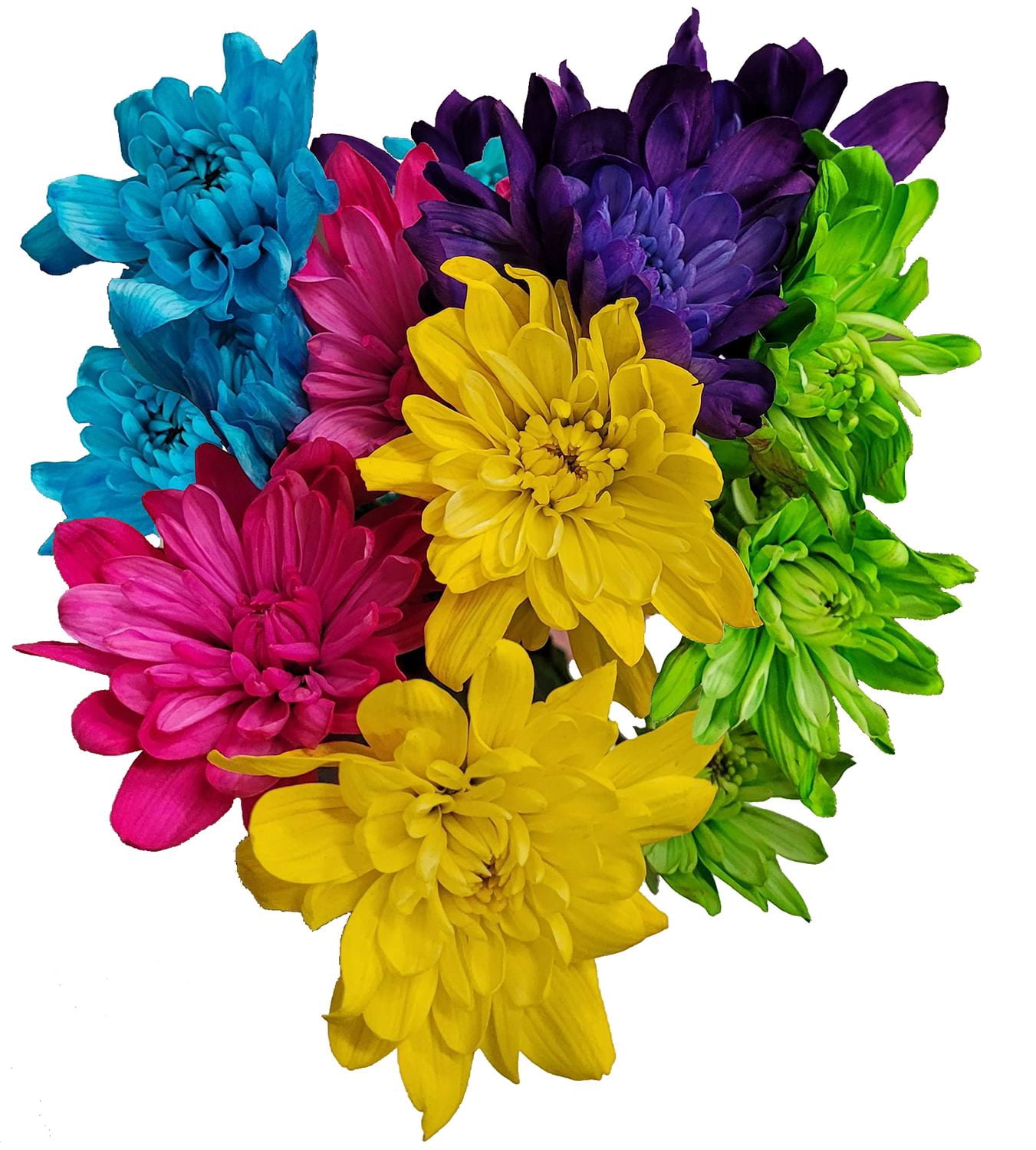 Tinted Daisy Fresh Flowers for Everyday., Product will vary from image.