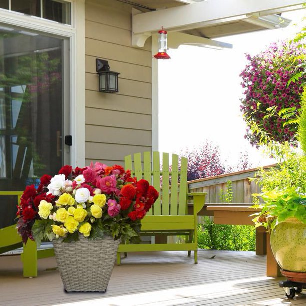 Bulbs are Easy PrePlanted Flower Bulbs Just Add Water Walmart.ca