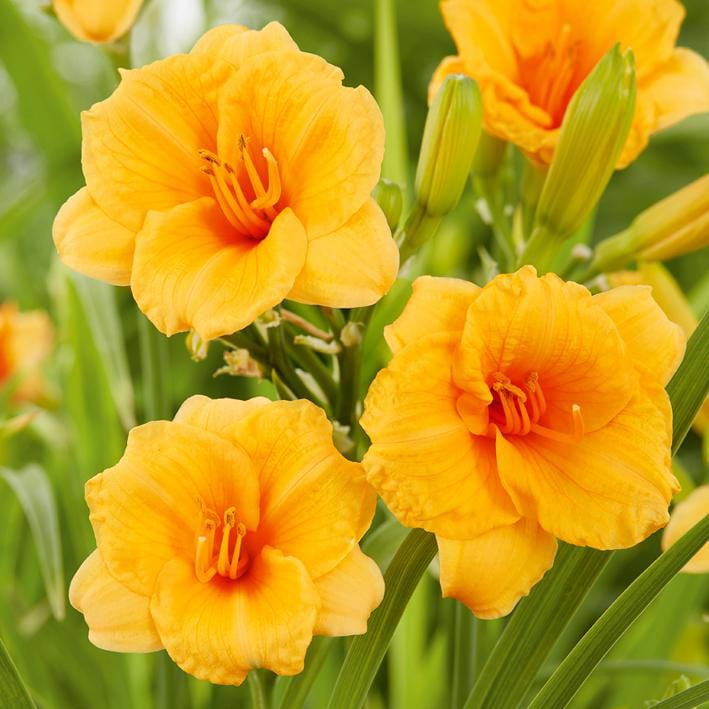 Flower Bulbs Hemerocallis Daylily Bertie Ferris (3 Bulbs) Walmart