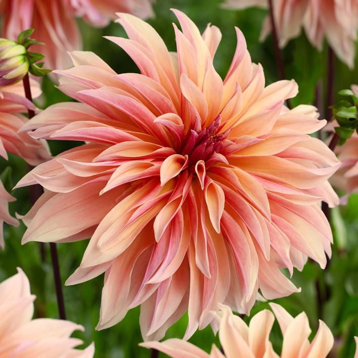 Flower Bulbs Dahlia Decorative Labyrinth (3 Bulbs) Walmart Canada