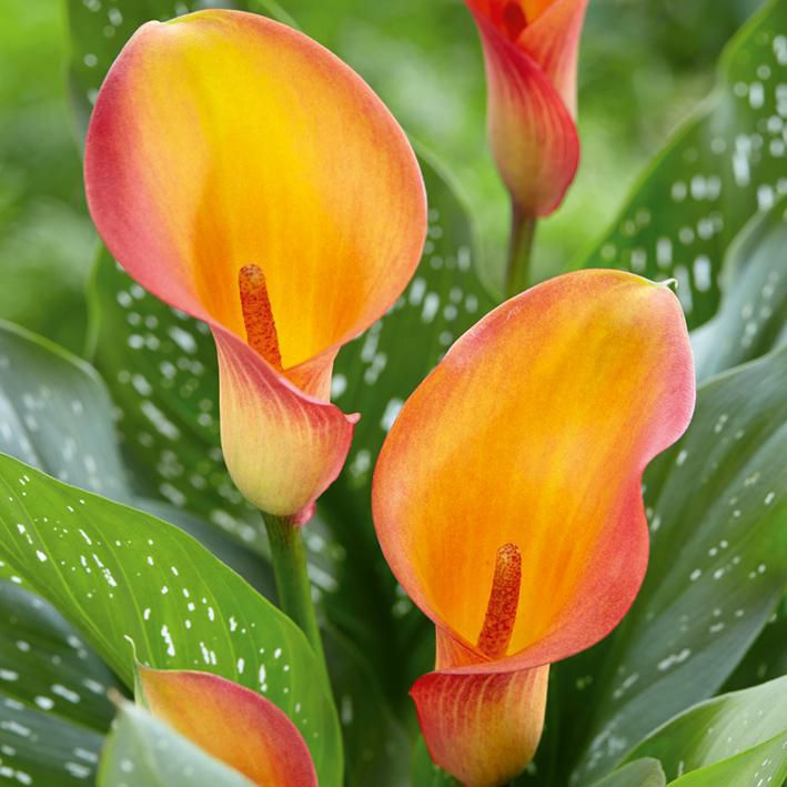 Flower Bulbs - Calla Lily Captain Brunello (3 Bulbs) | Walmart Canada