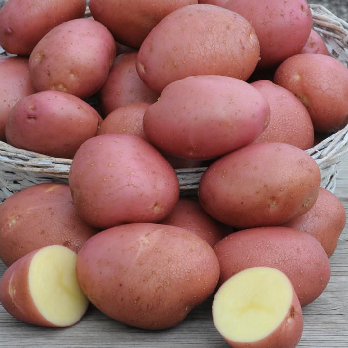 George's Plant Pick of the Week: Potato 'Red Norland' 