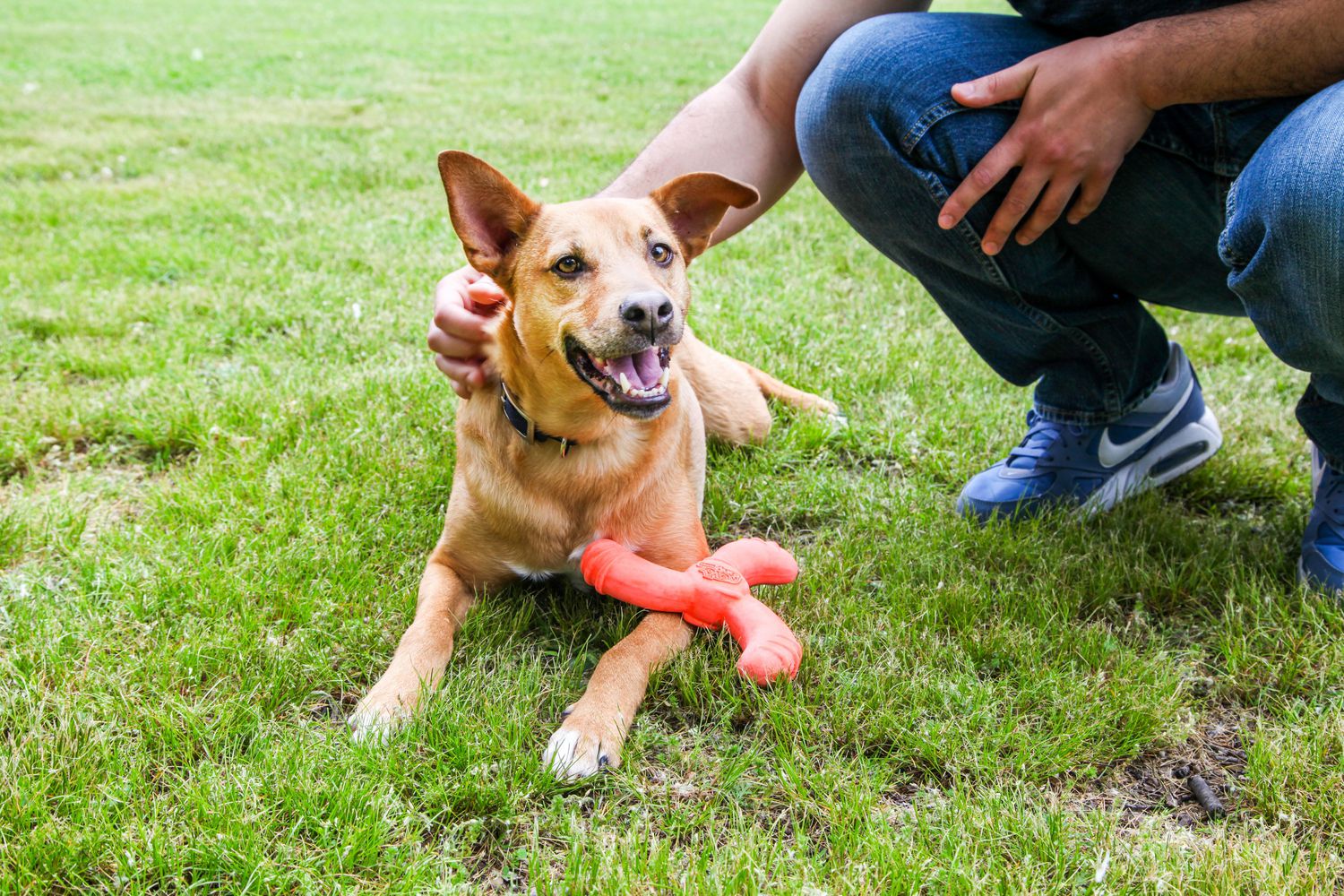 Dog boomerang on sale