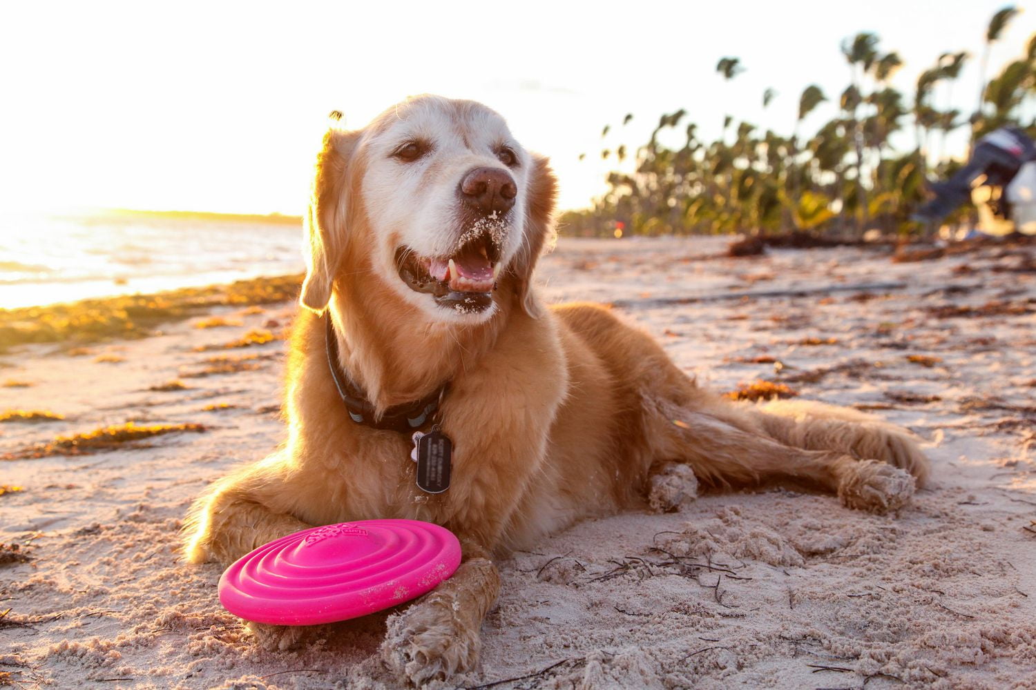 Hartz Dura Play Bacon Scented Squeak Disc Dog Toys for All Dog Sizes