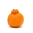 thumbnail image 1 of Tangerines Dekopon, Sold in Singles, 0.10 - 0.40 KG, 1 of 1