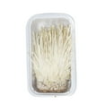 thumbnail image 1 of Mushroom Enoki, 1 bag, 1 of 1