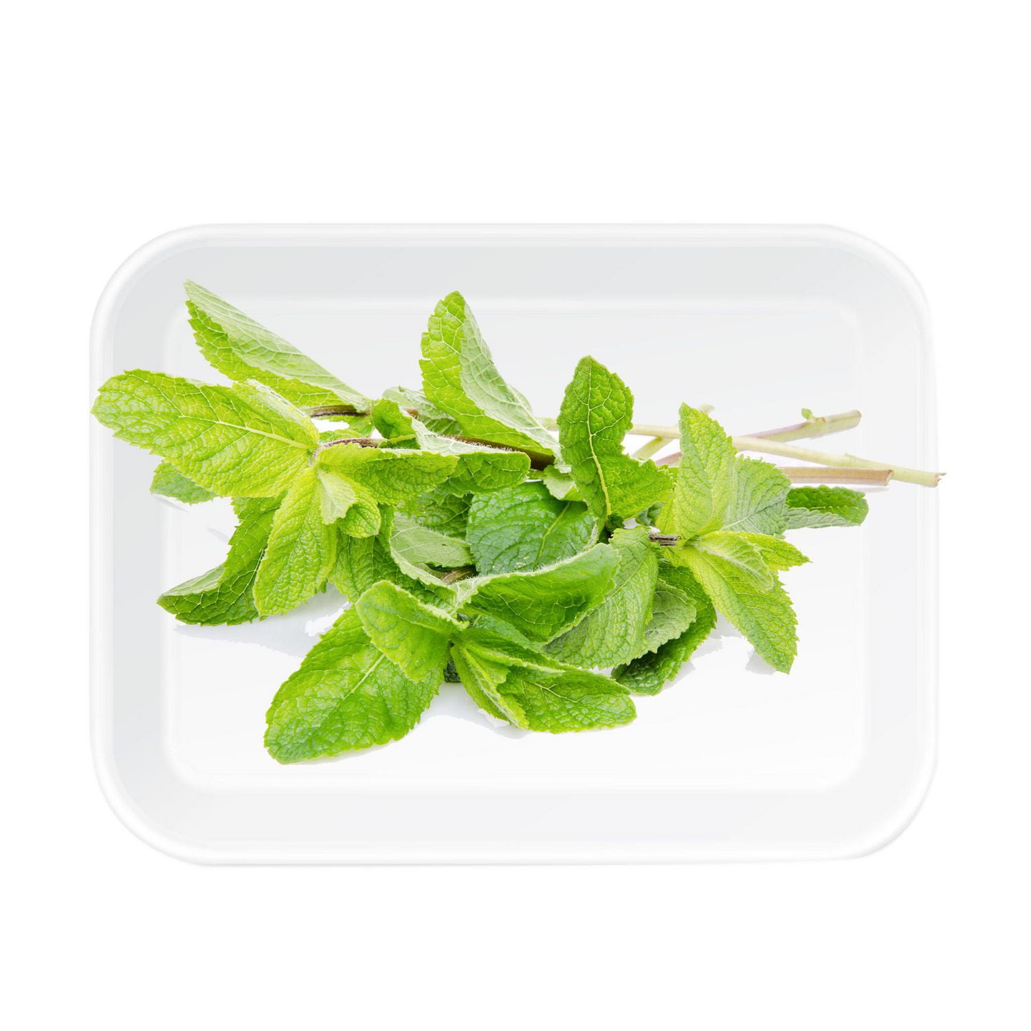 Peppermint, 1 Tray, 0.05 - 0.20 KG