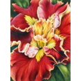 thumbnail image 1 of Hibiscus, 1 of 1