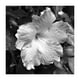 Hibiscus – image 1 sur 1