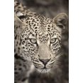 thumbnail image 1 of Laila's Inc Leopard, 1 of 1