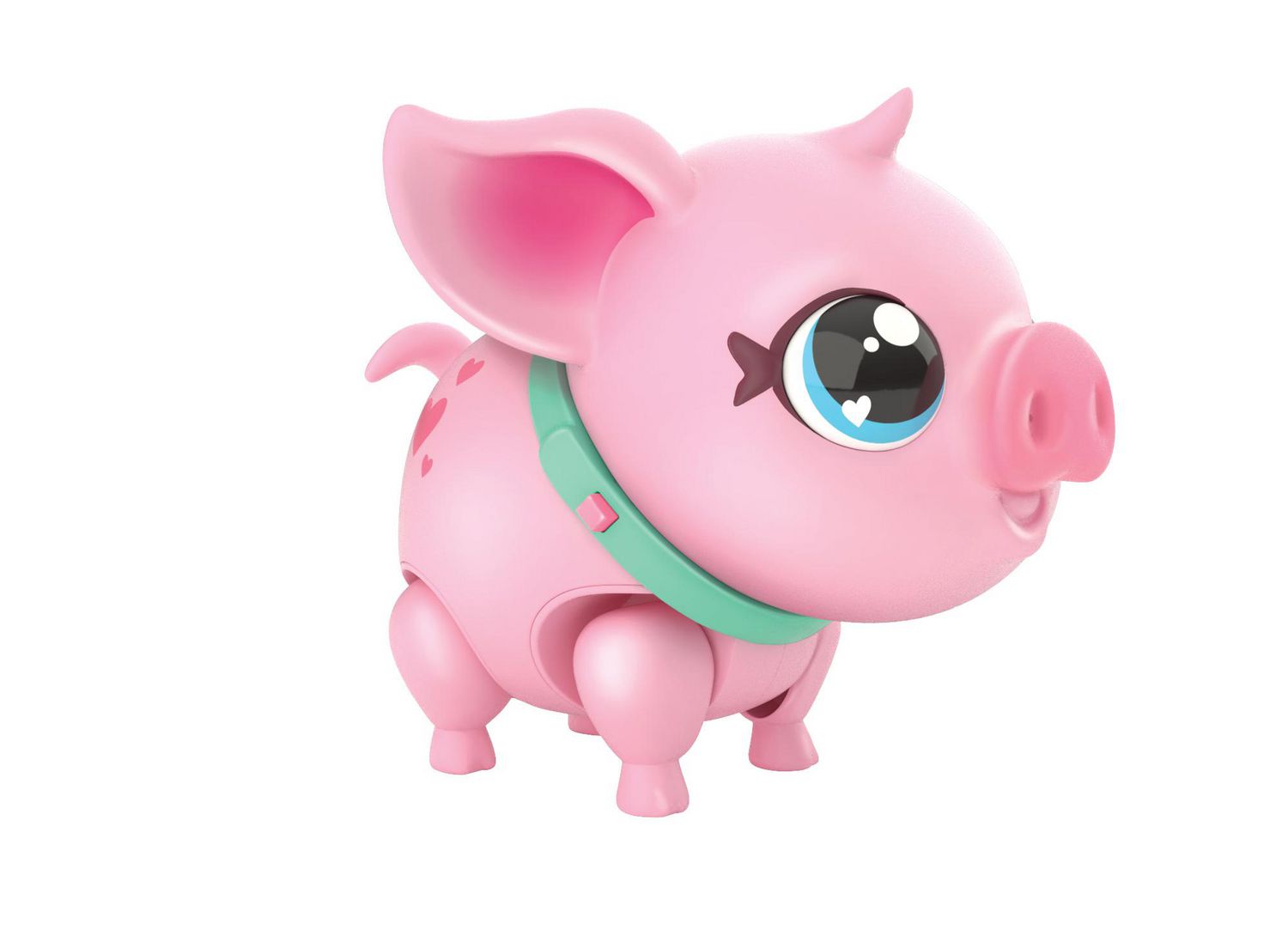 Le cochon miniature, un animal de compagnie qui gagne en popularité [VIDÉO]