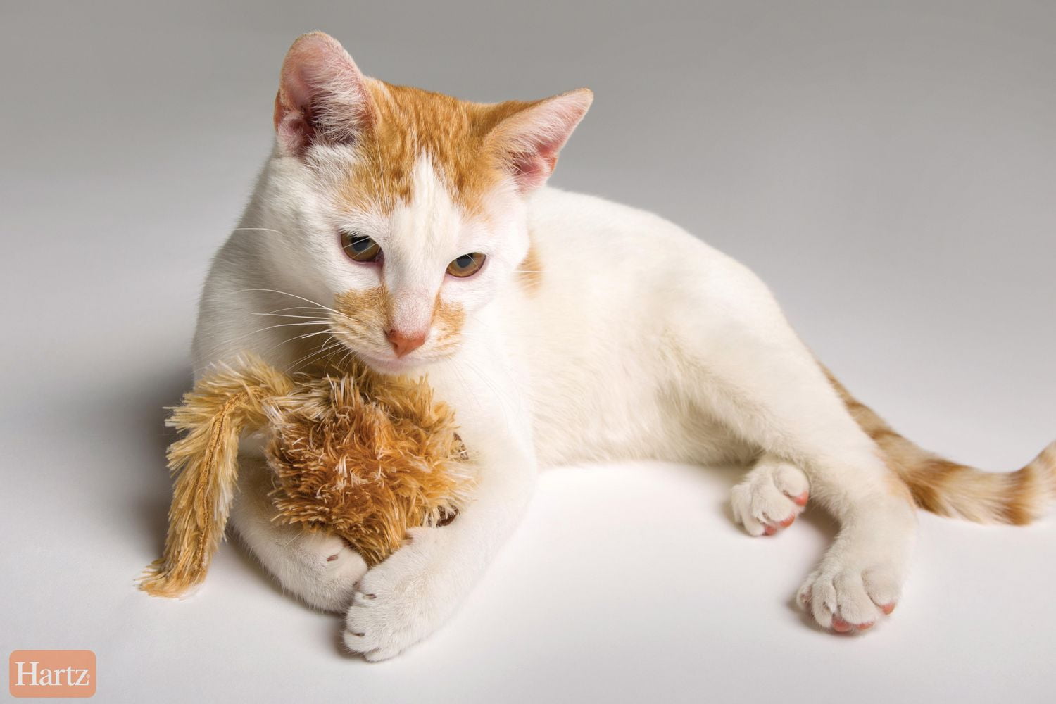 Cat toy clearance stand