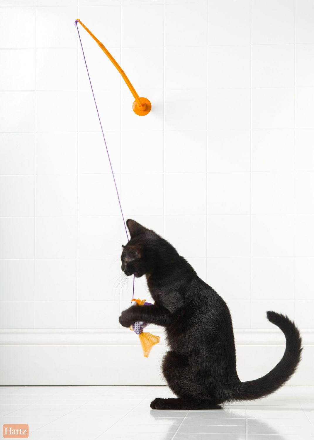 gone fishin cat toy