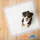 Coussins pour chien - Hartz Home Protection Training Pads™ – image 4 sur 5