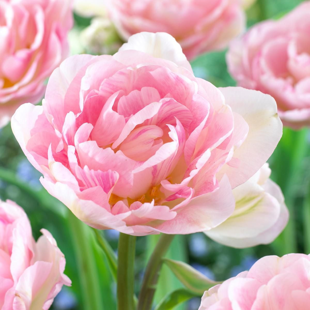 Flower Bulbs Tulip Double Late Angelique ( 30 Bulbs ) Walmart Canada