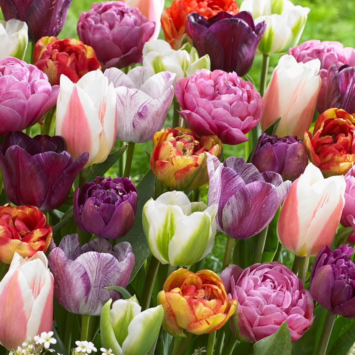 Flower Bulbs Tulip Assorted ( 30 Bulbs ) Walmart Canada
