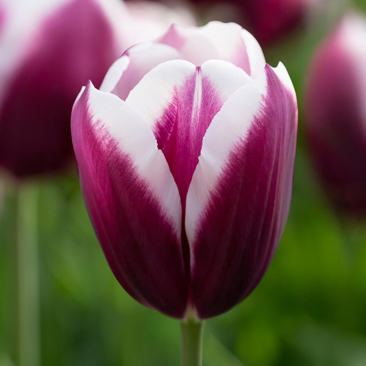 Flower Bulbs Tulip Triumph Spitsbergen ( 30 Bulbs ) Walmart Canada