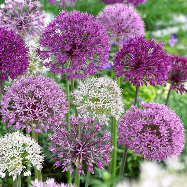 Flower Bulbs - Allium Assorted ( 25 Bulbs ) - Walmart.ca