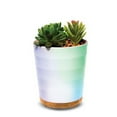 thumbnail image 1 of Lomi Succulent Aroma Diffuser, 1 of 4