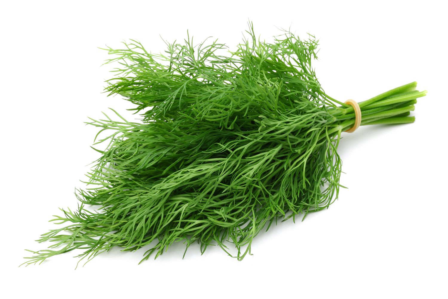 Dill, 1 Bunch