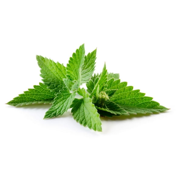 Mint, Fresh, Sold in bunches